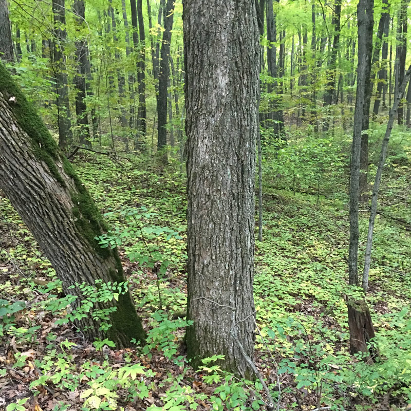 IAT - Ice Age Trail - Greenbush Kettle Moraine hiking trail