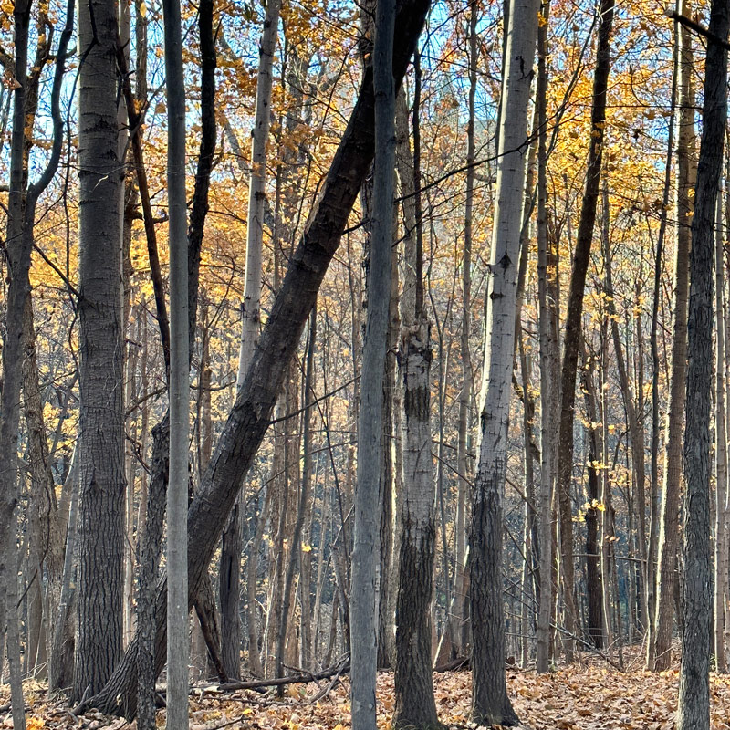 IAT - Ice Age Trail - Holy Hill segment