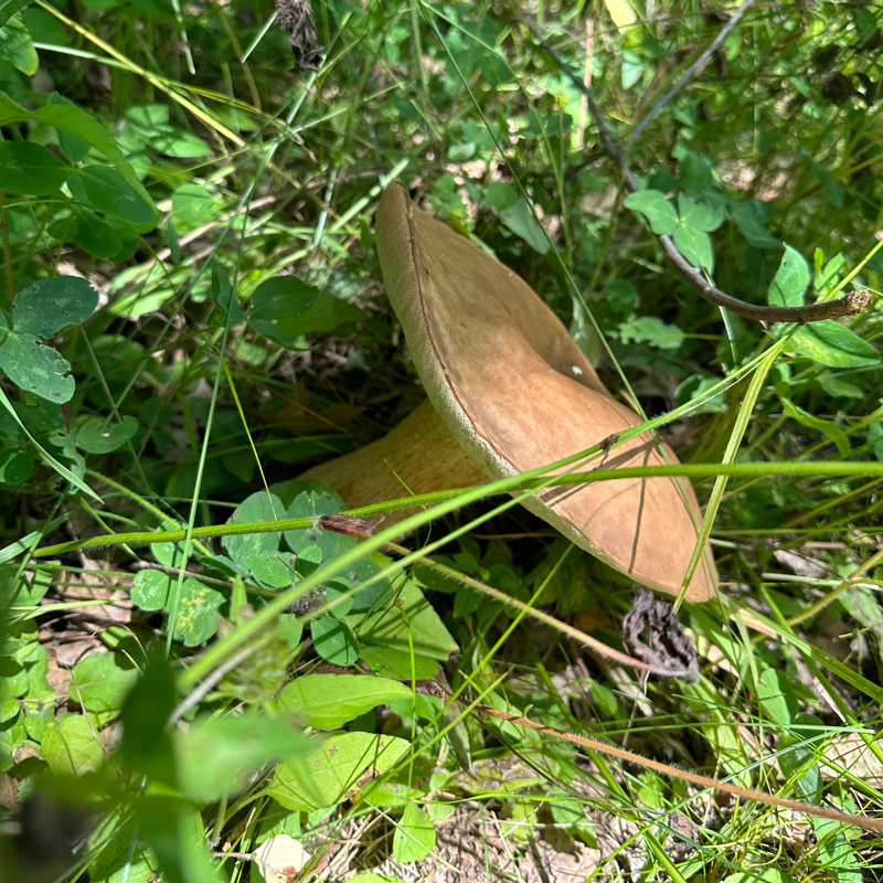 IAT - Ice Age Trail - largest trail mushroom