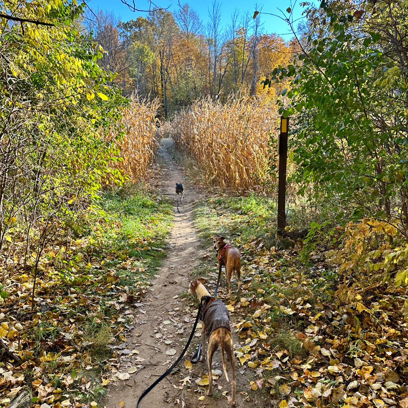 IAT - Ice Age Trail in autumn in Slinger WI