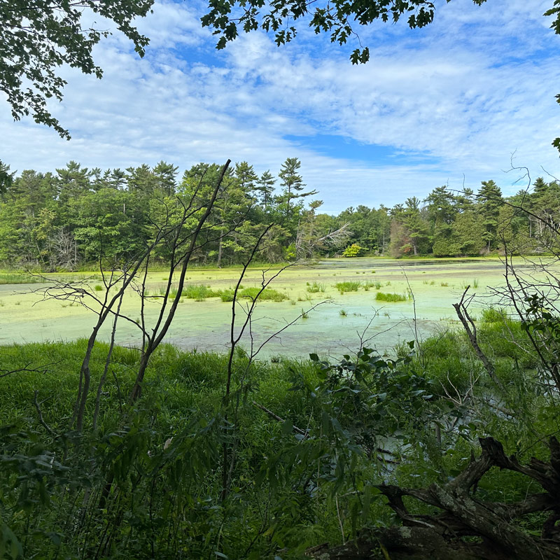 IAT - Ice Age Trail - Two Rivers swamp hike trail