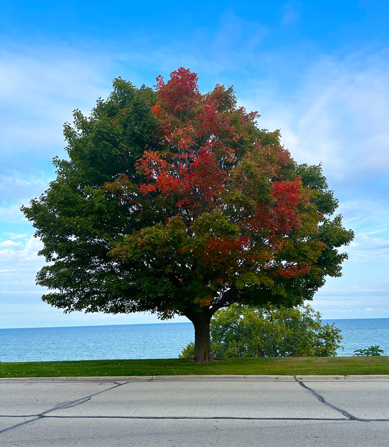 Autumn tree on Lake Michigan
