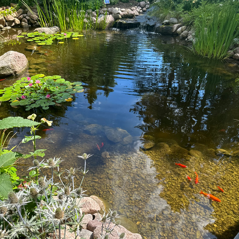 Sheboygan Bookworm Gardens koi pond